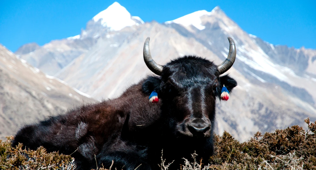 Nepal (28)