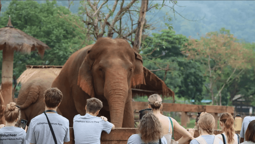 Participants with elephants.