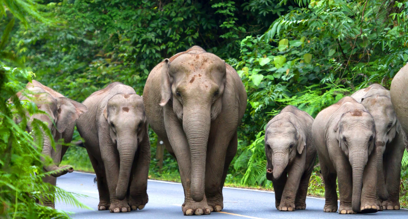 Thailand (23)