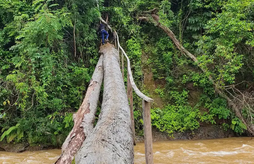 A person cautiously balances on a fallen tree bridge over a swift river in a lush, verdant jungle setting.