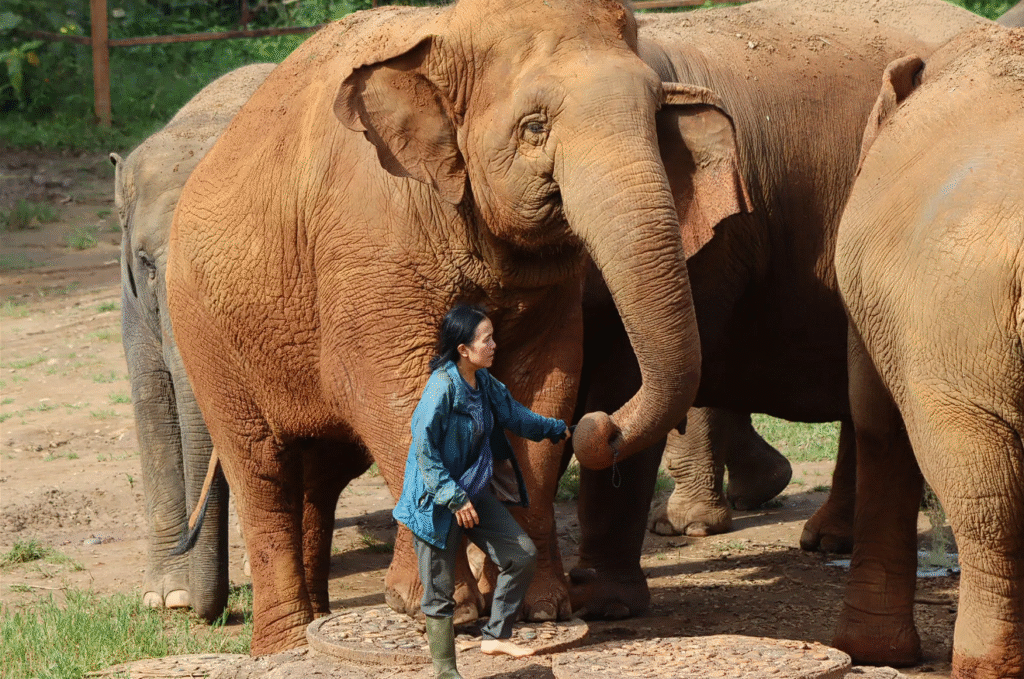 A lady holding an elephant's trunk.