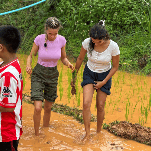 Visit Local Rice Paddies