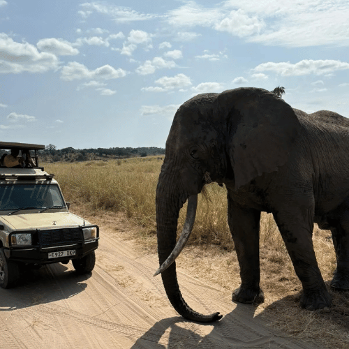 Tick a Safari Off your Travel Bucket List!