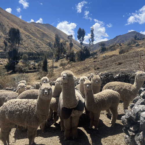Walk Alongside Furry Locals